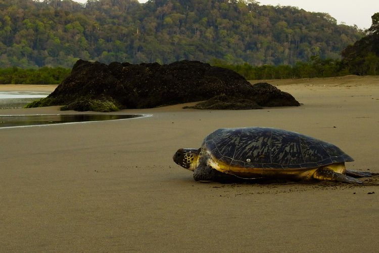 Visit Sukamade Beach & Turtle Tourism Information